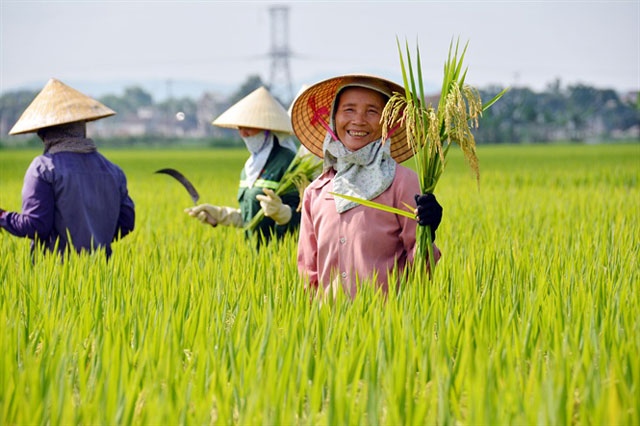 Chấp thuận các hợp đồng khủng, Lộc Trời rục rịch tăng vốn lên 1,007 tỷ