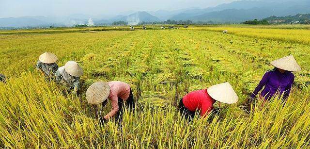Giá gạo tăng, doanh nghiệp gạo vẫn lãi "mỏng như lá lúa"