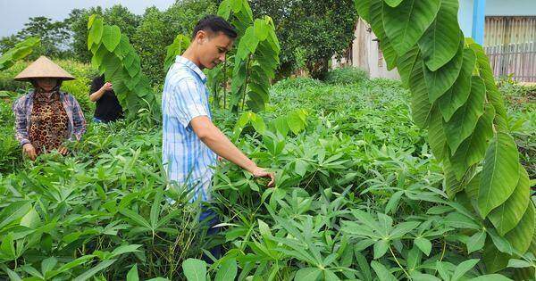 Khôi phục cây sắn nếp bản địa bằng đặc sản rau sắn muối chua