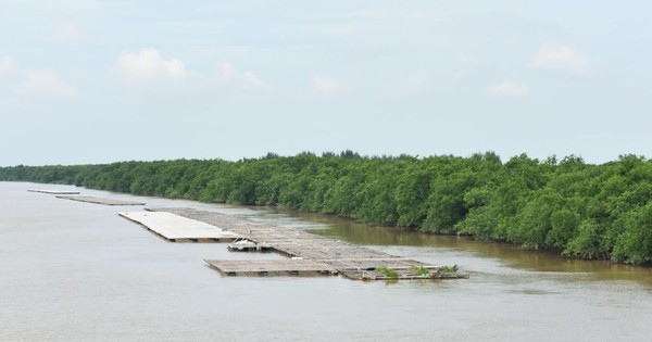 Khu bảo tồn thiên nhiên Tiền Hải, Thái Bình sẽ bị 'xóa sổ'?