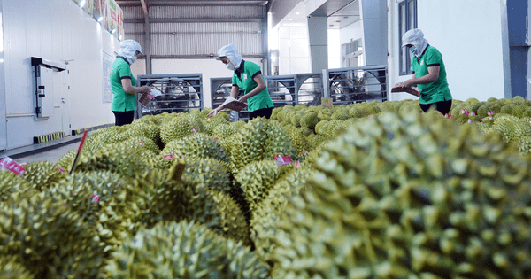 Loạn giá sầu riêng