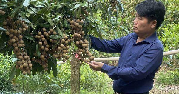 Mùa nhãn 'đắng' ở Hưng Yên