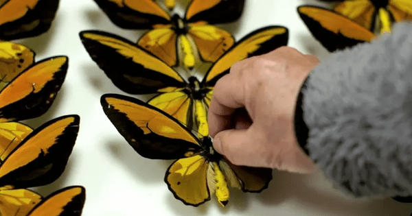 'Chợ đen' những loài bướm quý hiếm