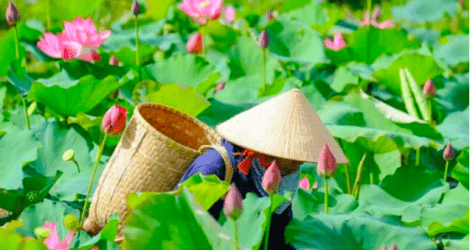 Canh tác nông nghiệp bền vững để “cứu” dòng sông Mekong 1 Canh tác nông nghiệp bền vững để “cứu” dòng sông Mekong
