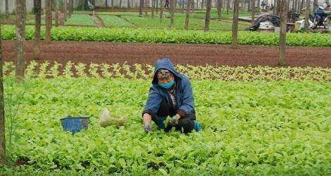 Thu hút doanh nghiệp đầu tư vào phát triển nông nghiệp