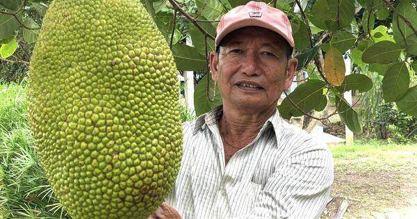 Từ chối hộ nghèo, lão nông miền Tây đổi đời nhờ trồng mít Thái, thanh nhãn