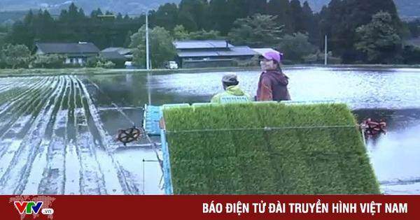 Chuyện “bỏ phố về quê” của giới trẻ Nhật Bản