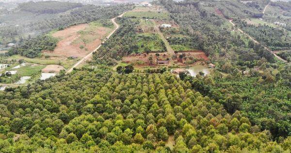 Diện tích sầu riêng tăng 3.560 ha, Đắk Nông cảnh báo rủi ro