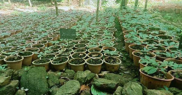 Lên đỉnh núi Ngọc Linh thăm 'Quốc bảo Việt Nam'