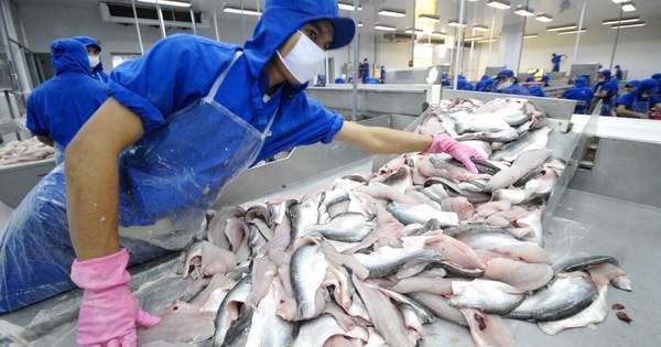 Xuất khẩu cá tra hồi phục mạnh, doanh nghiệp sẽ 'hốt bạc' vào cuối năm