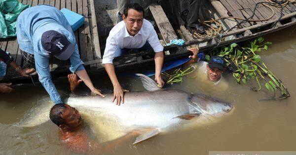 Thêm một con cá khổng lồ vừa được trả về lại dòng sông Mekong