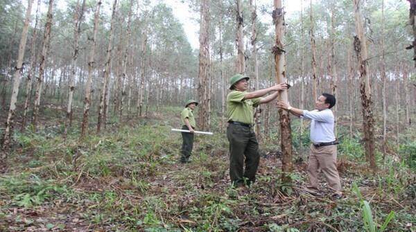 Kế hoạch trồng rừng gỗ lớn giai đoạn 2024-2025