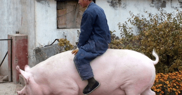 Xây ‘chung cư’ khổng lồ cho lợn, công nghệ giám sát như NASA, có con nặng 500kg to như gấu Bắc Cực