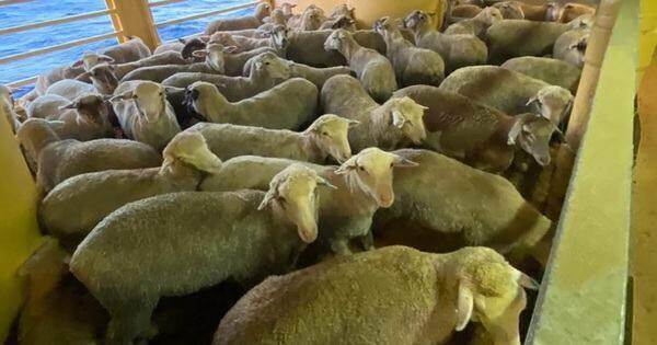 Hàng nghìn gia súc mắc kẹt ngoài khơi khi khủng hoảng Biển Đỏ trở lại