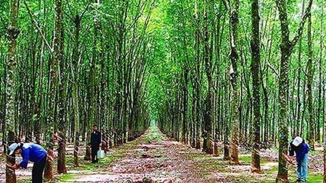 Đảm bảo tính hợp pháp của cao su nguyên liệu nhập khẩu