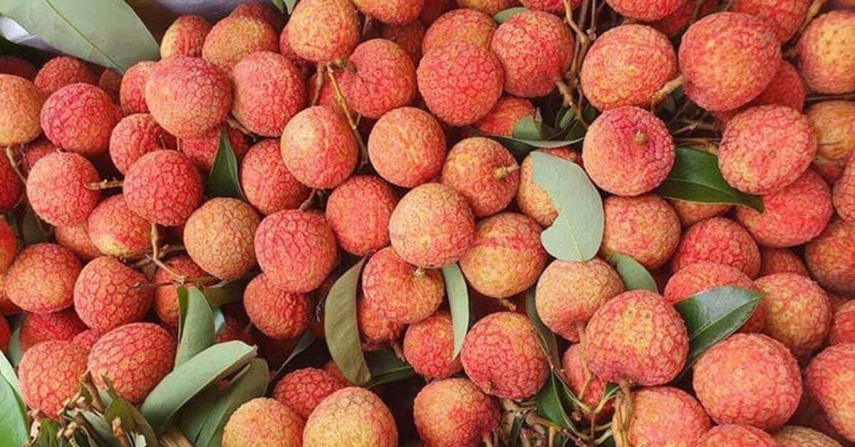 Giá dừa biến động như giá vàng, vải chín sớm giá cao vẫn hút khách