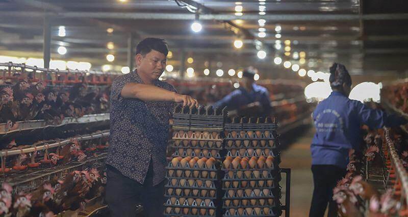 Suốt nửa năm người nuôi gia cầm gồng lỗ nặng