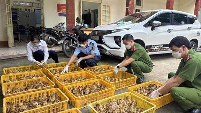Xử lý triệt để nạn buôn bán gia súc, gia cầm để bảo vệ người nông dân và doanh nghiệp chăn nuôi
