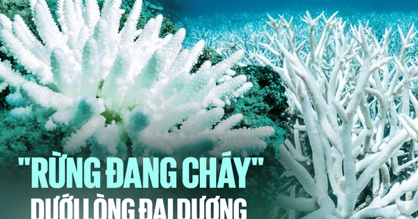 "Nhân loại đang bị đe dọa mà chưa chắc chúng ta đã thực sự hiểu được"