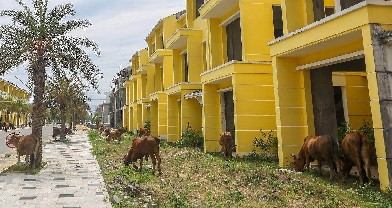 Dự án khu đô thị xanh kiểu mẫu 4.200 tỷ đồng thành nơi chăn thả bò