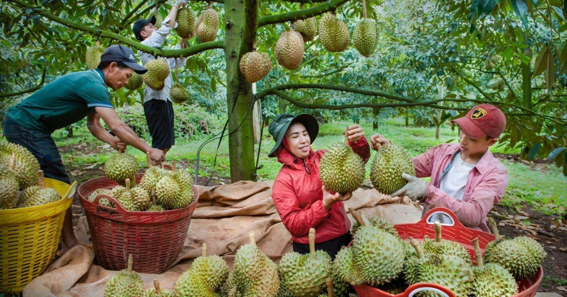 Quả tỷ USD của Việt Nam vào vụ thu triệu tấn, thêm đối thủ mới ở Trung Quốc