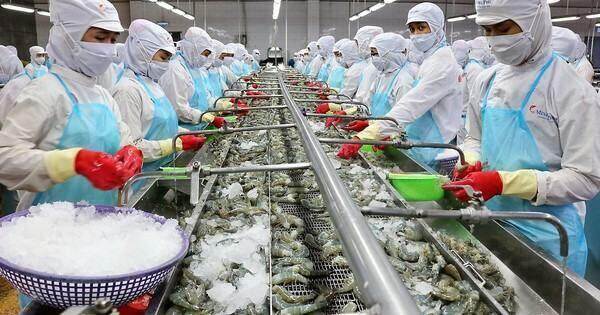 Thủy sản Minh Phú dự trình kế hoạch lãi hơn 1.260 tỷ đồng trong năm 2024