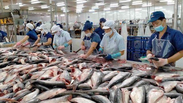 Xuất khẩu cá tra đã tăng trưởng dương, dự báo giá xuất khẩu sẽ tăng 10% trong nửa cuối năm