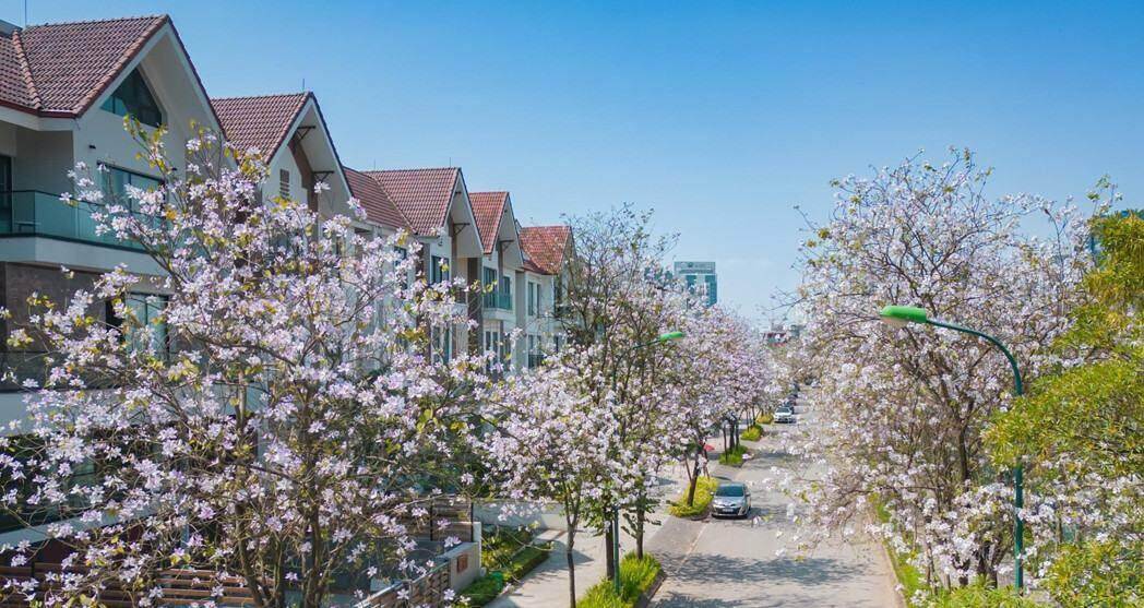 Những mùa hoa đẹp nao lòng ở Ciputra Hanoi 