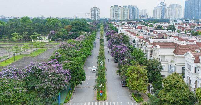 Tháng 6, rực rỡ sắc tím bằng lăng Ciputra Hanoi