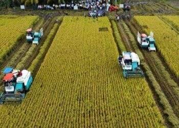 Xuất khẩu gạo có tiếp tục lập kỷ lục?