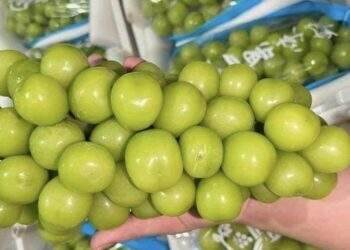Chỉ vài năm, Trung Quốc đã biến loại quả ‘quý tộc’ thành hàng giá bèo