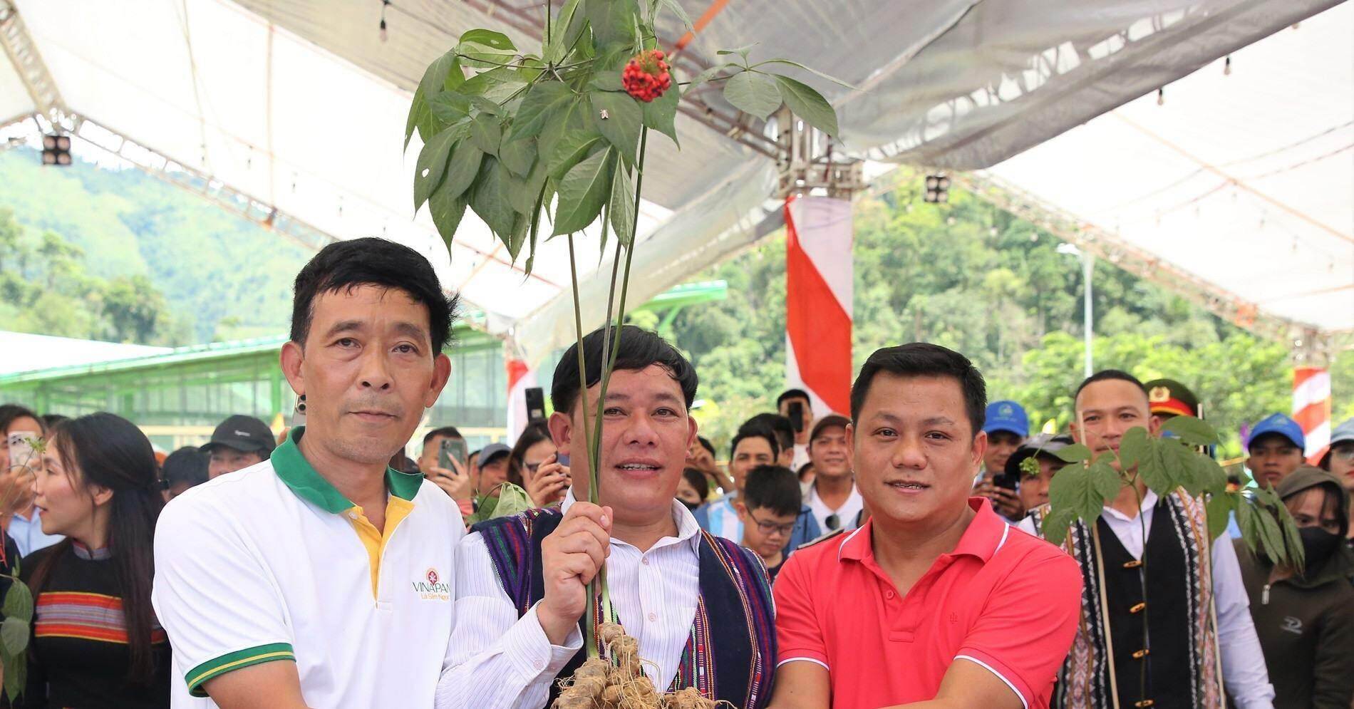 Đại gia xứ Quảng chi 129 triệu đồng mua chùm sâm Ngọc Linh ‘khủng’