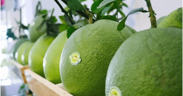 Hàn Quốc chính thức nhập quả bưởi của Việt Nam
