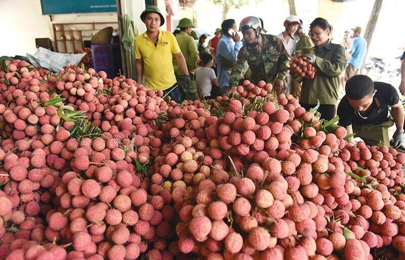 Lychee going digital thanks to Vietrade’s online tie-ups