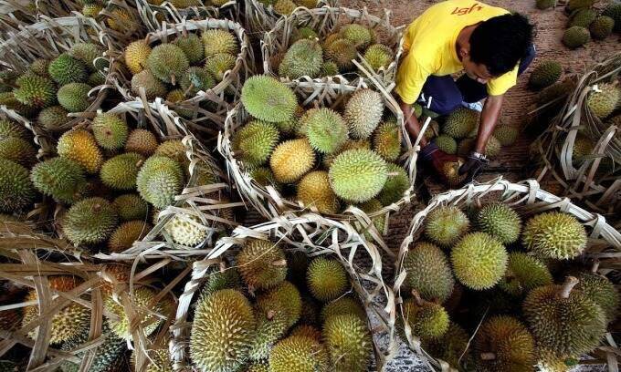 Malaysia exports fresh durian to China for first time