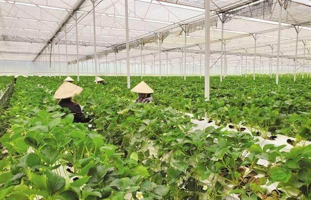 New policy promotes green banking development in Việt Nam