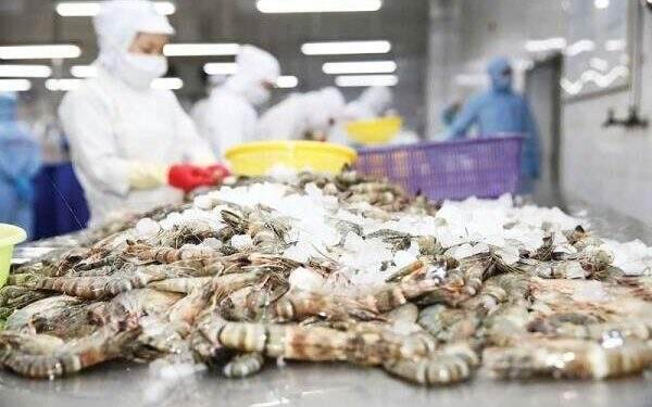 Vietnam ranks among top three global shrimp exporters 1 Vietnam ranks among top three global shrimp exporters