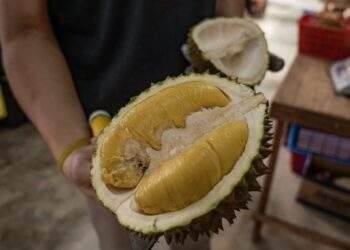 Malaysia extends local intellectual property protection for Musang King durian until 2034