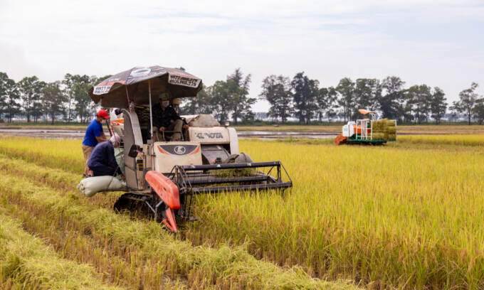 Rice exports top $3.8B in 8 months