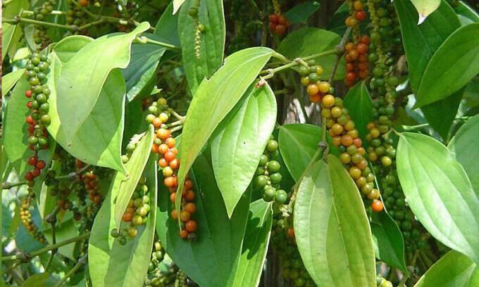 Vietnam pepper exports to top $1B in 2024