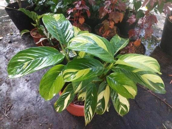Ý nghĩa phong thủy và cách chăm sóc