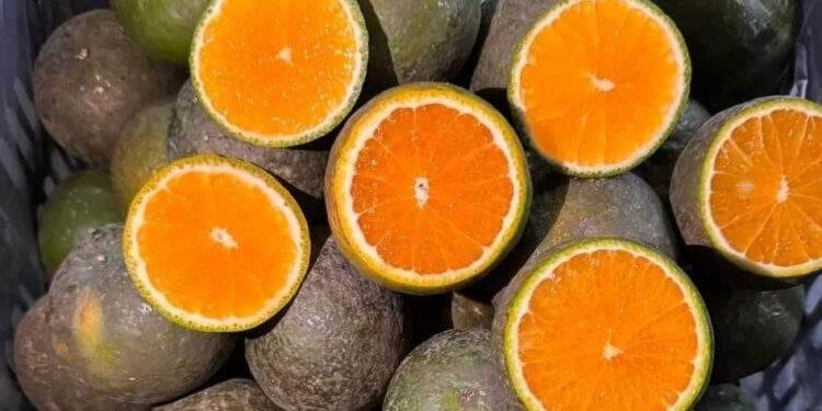 Cam sành rẻ hơn cốc trà đá; giá cau 'rơi tự do' 1 Cam sành rẻ hơn cốc trà đá; giá cau 'rơi tự do'