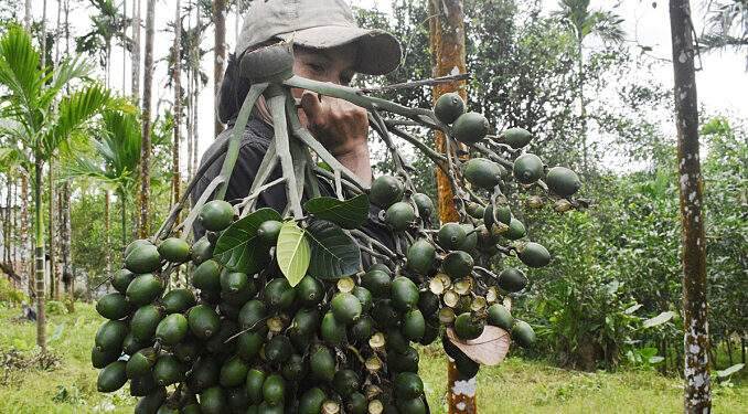 China doubles imports of Vietnam’s areca nuts 1 China doubles imports of Vietnam’s areca nuts