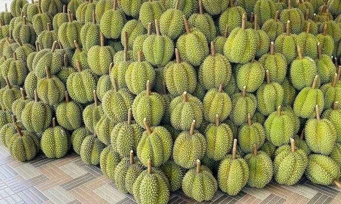 Durian prices continue to rise on October 25