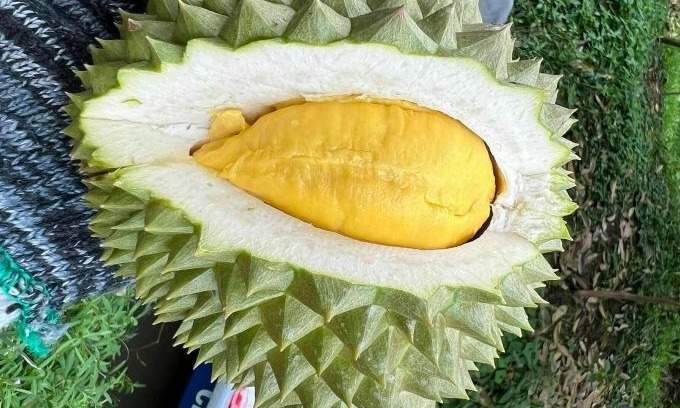 Durian prices double as harvest draws to a close