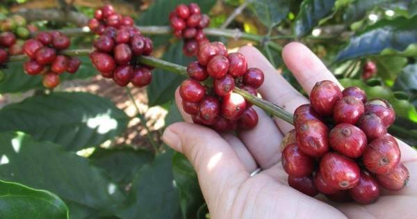 Giá cà phê vụ mới sẽ đi tới đâu? 1 Giá cà phê vụ mới sẽ đi tới đâu?