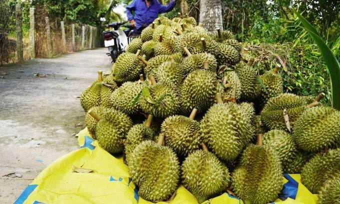 Monthong durian price inches up on October 26
