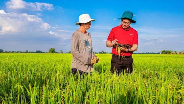 Ngân hàng cho vay tín chấp lên tới 3 tỷ đồng để phát triển 1 triệu héc ta lúa phát thải thấp