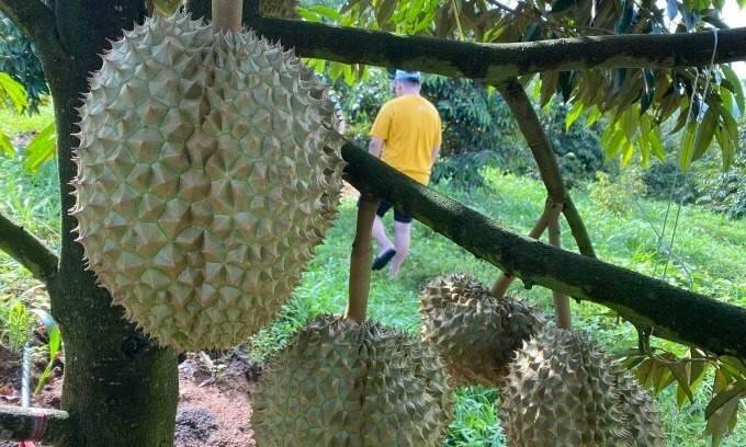 Quiz: How long does it take for durian to start bearing fruit?