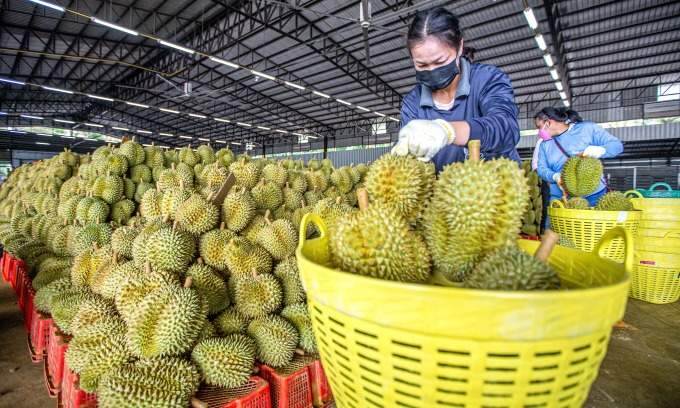 Quiz: Which is Thailand's most famous durian variety?